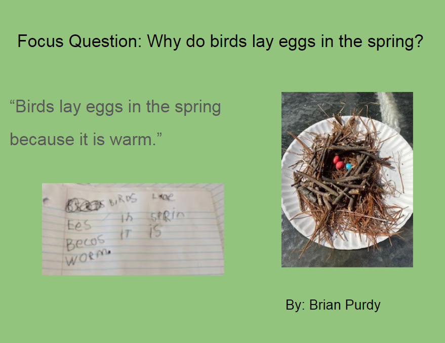 A picture of a bird's nest made of twigs and hay with tiny eggs in them