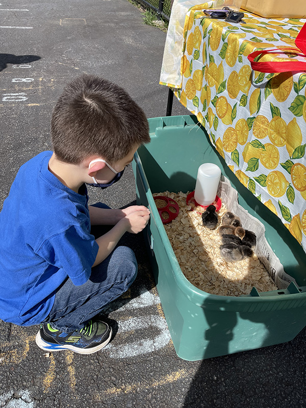 A boy with short brown hair wearing a blue shirt squats down to look into a large green plastic container with chicks in it.