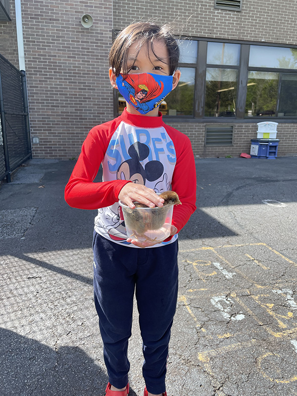 A kindergarten student wearing a Mickey Mouse shirt with red sleeves holds a clear plastic cup with a chick in it. His hand is over the top of the container and the chick is popping its head out of the top.