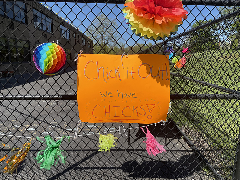 An orange sign hangs on a chain link fence. It says Chick it out! Chicks