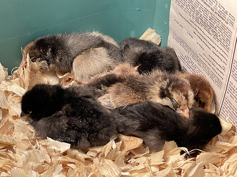 A bed of shavings with a bunch of baby chicks all huddled together on it.