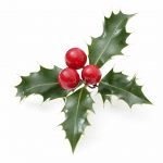 A piece of holly with four leaves and three red berries in the center.