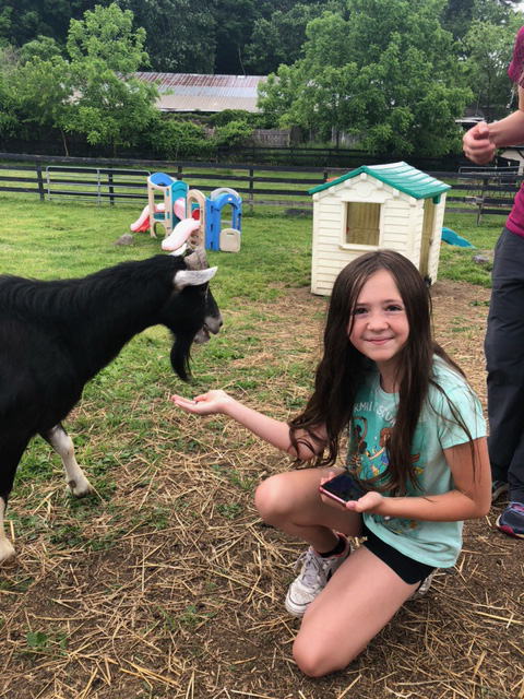 A girl with long dark hair, wearing a light green tshirt and blue shorts, kneels with her hand out. There is food in her hand and a black goat next to it.