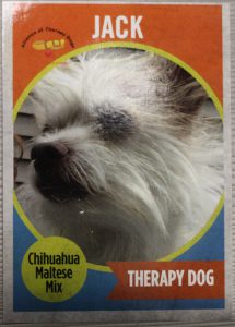 A baseball card with the picture of a white dog on it. The name Jack is above it and it says Therapy Dog.