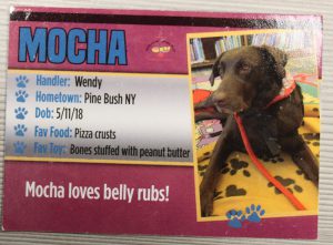 A baseball card with the picture of a chocolate lab on it. The name said Mocha.
