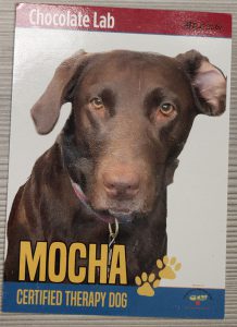 A baseball card with the picture of a chocolate lab on it. In gold letters it says Mocha.