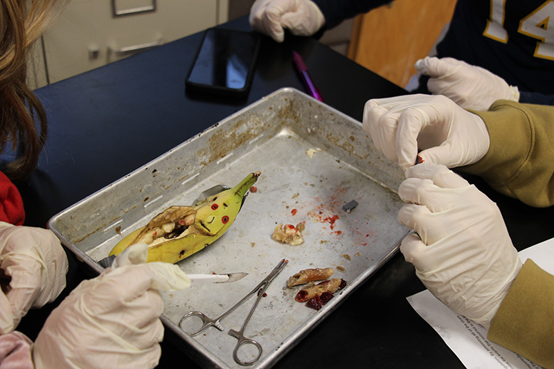 An upclose shot of a banana in a tray. The banana is being used in an autopsy with students determining the cause of death.