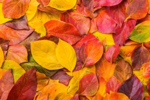 Yellow and red leaves in a small pile.