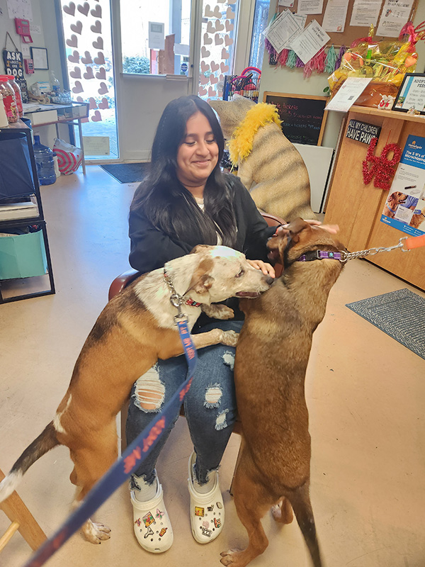 A middle school student with long dark hair, wearing jeans and a black sweatshirt sits on a chair and two midsize dogs are jumping onto her lap and she is petting them.