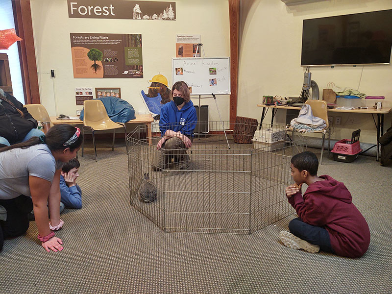 A round wire pen with a bunny inside is in the center of a room. Around it are middle schools kids sitting on the floor looking at it.
