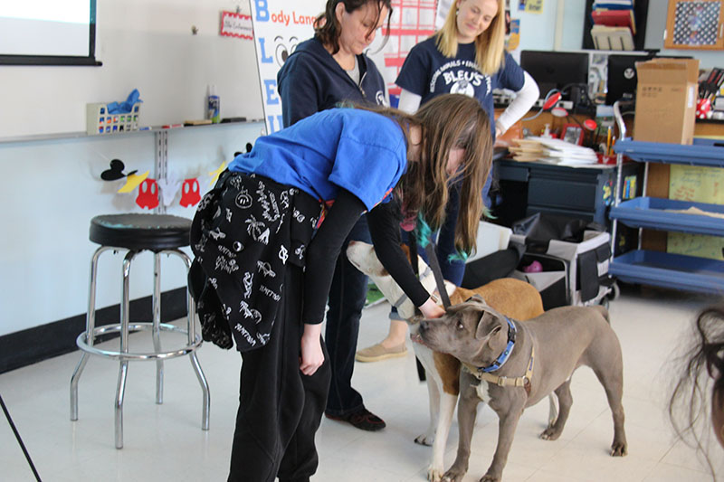 A gray dog approaches a middle school girl, with long hair, wearing a blue shirt and dark pants. She is petting the dog.