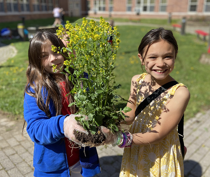 Two fourth-grade girls carry a large bush with yellow flowers.