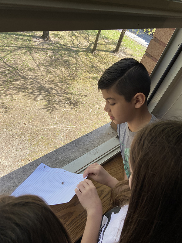 Near an open window, two fourth-grade students have a spider on a piece of paper ready to set it free.