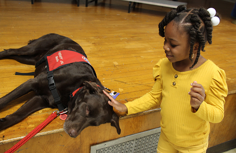 A girl wearing a yellow shirt pets a chocolate lab that is laying on a stage.