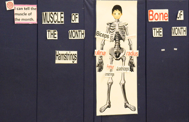 A blue wall with a picture of a skeleton on it with bones and muscles labeled. On the left side it says The muscle of the month: hamstring.