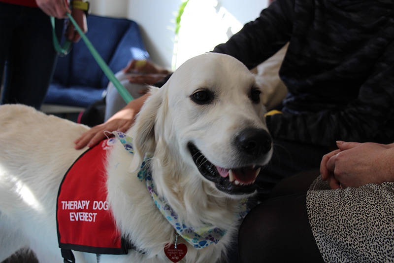 A close up of a large white dog's face. Someone's hand is on his back. 