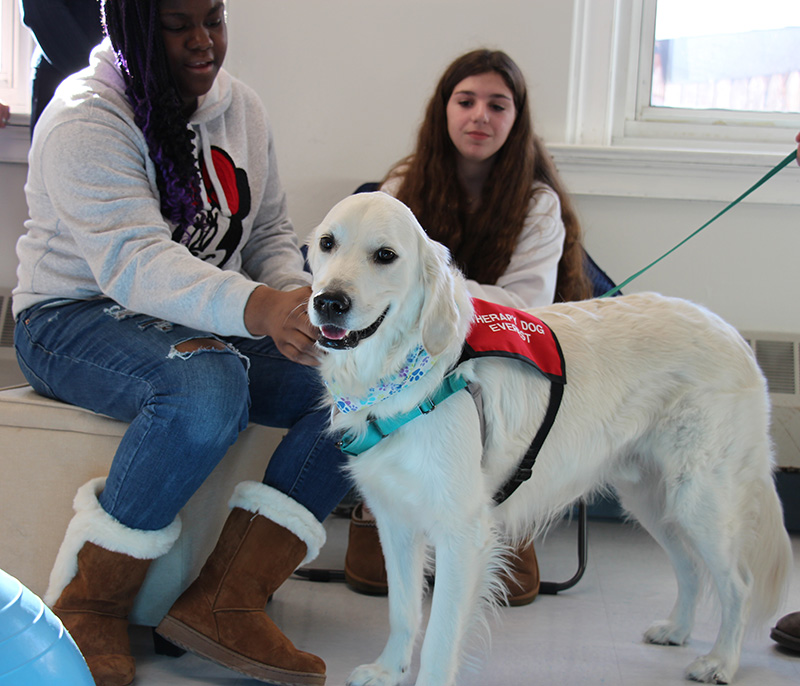 A large white dog with a red vest  stands while a middle school girl pets him.
