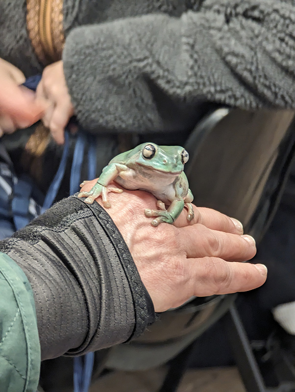 A close up of an adult's hand with a big green frog on it.