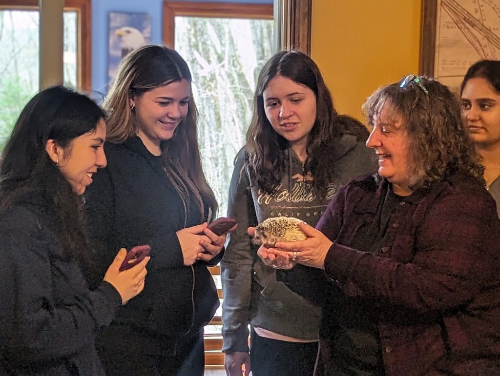 A woman on the right holds a large hedgehog as four high school girls look on.