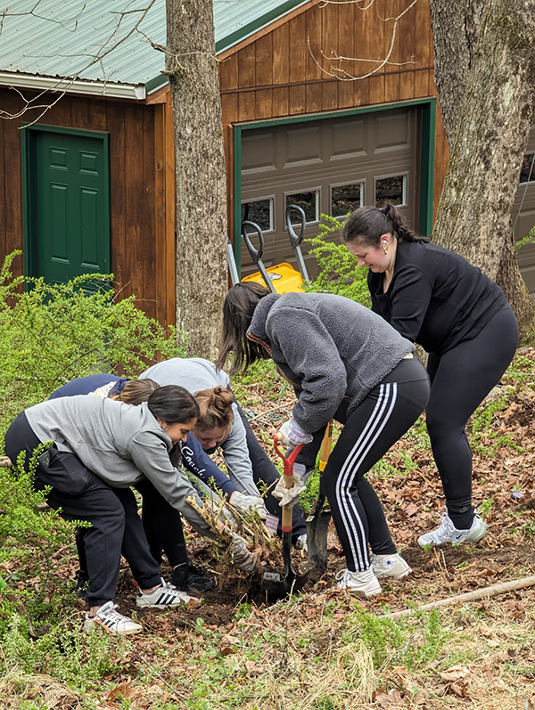 Four high school girls work hard at pulling a bush out of the ground.