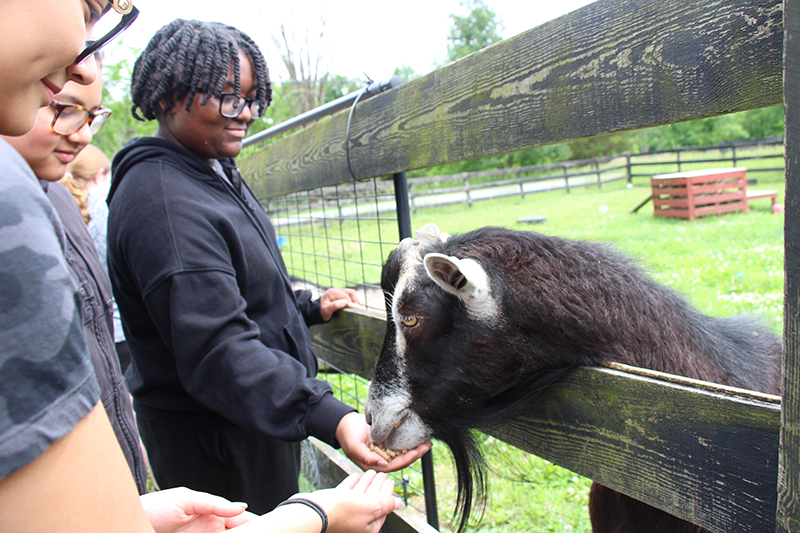 A black and white goat puts his head over a wooden fence and eats from the hand of a middle school age kid. 