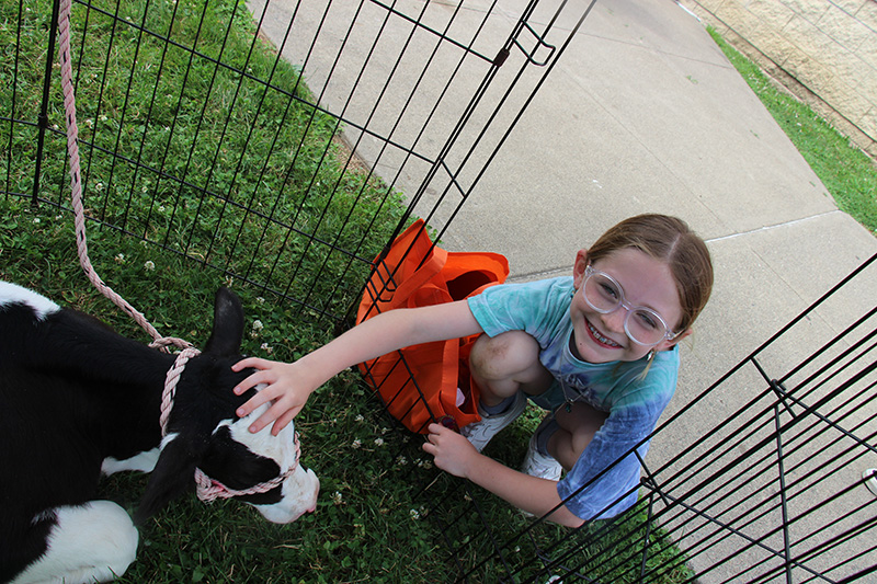 An elementary aged girl wearing glasses and a blue shirt smiles as she squats down to pet a baby calf.