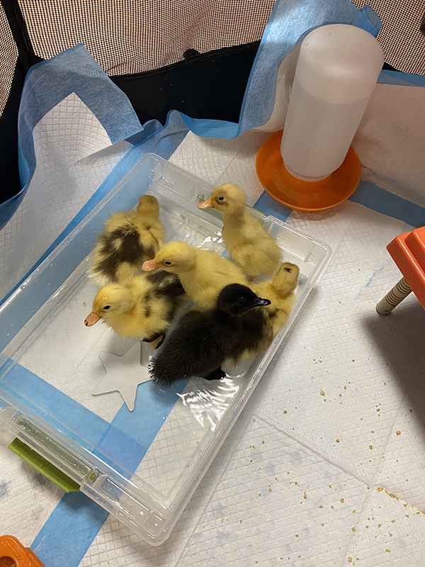 A group of six ducklings sit on a floor.