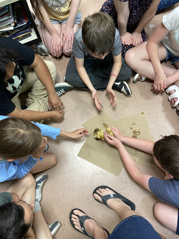 Fourth-graders play with ducklings on the floor.
