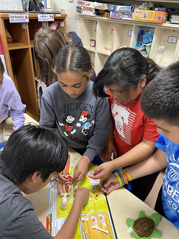 Fourth-grade students work together on reassembling a plastic model of the human body.