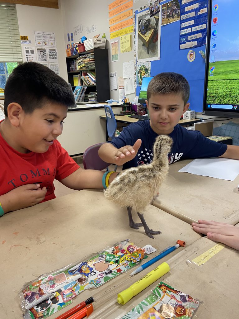Two fourth-grade boys pet a newly-hatched emu on a desk. They are smiling.