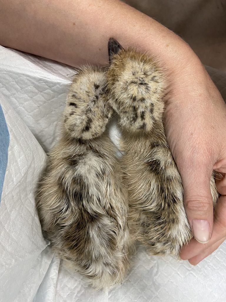 Two small baby emus are next to each other, with a woman's hand around one of them.