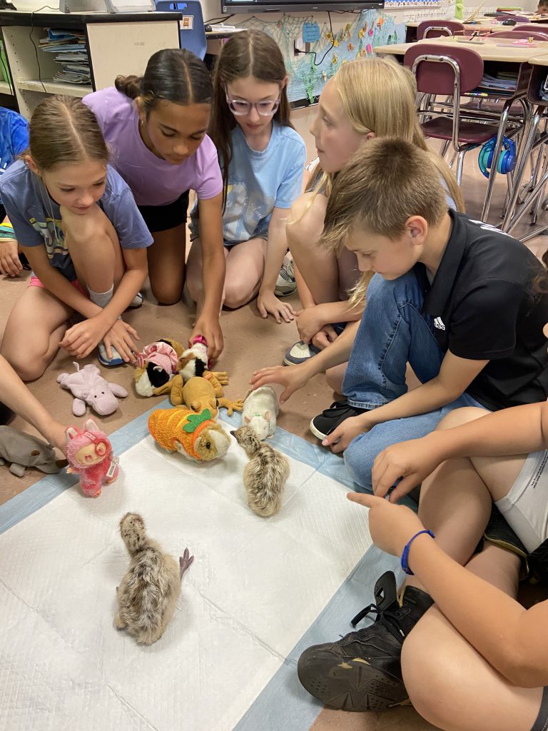 A group of fourth-grade kids gather to pet and play with baby emus.