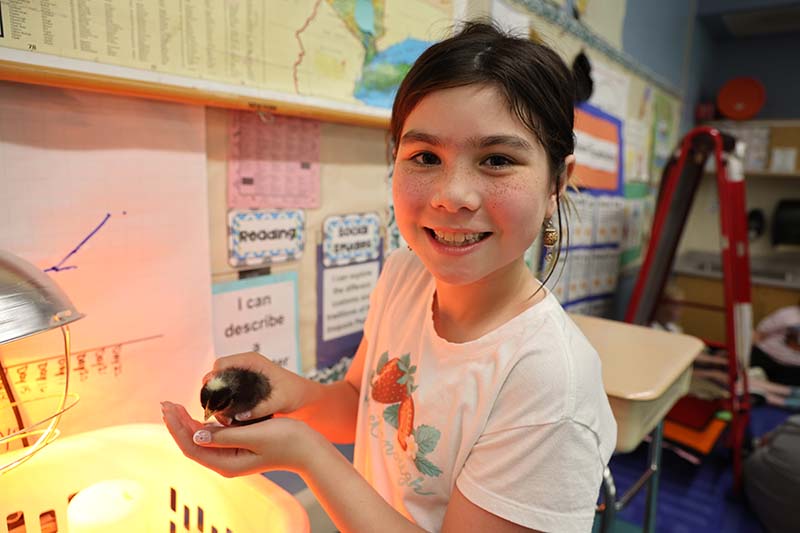 A fourth-grade girl smiles a sshe holds a small chick in her hand.