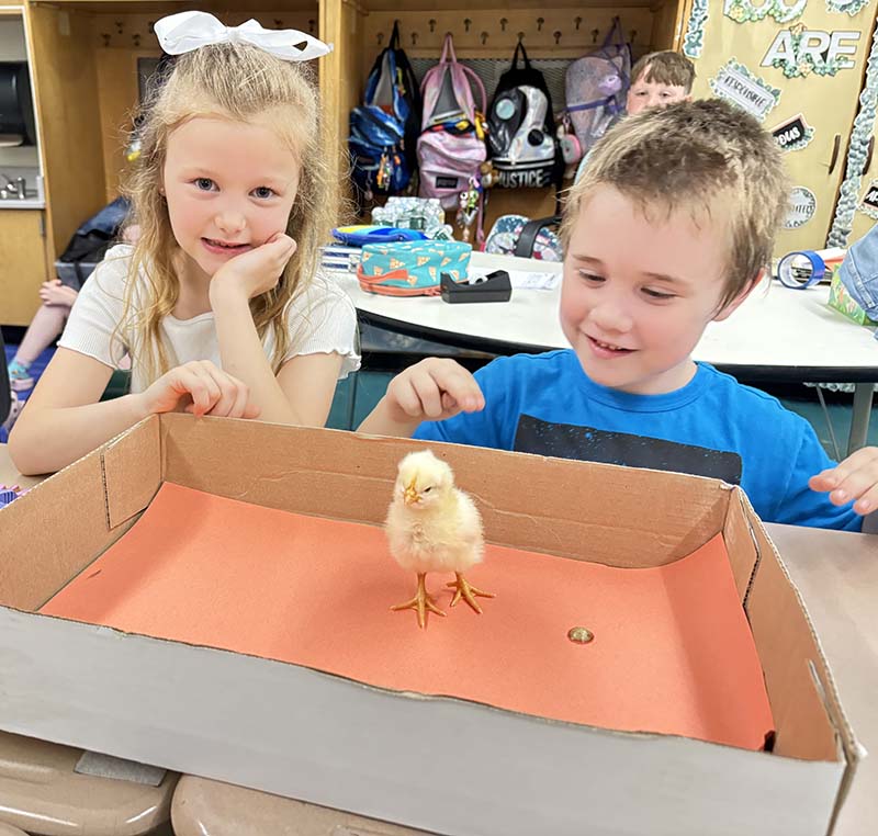 A young boy and girl smile at a little yellow chick.