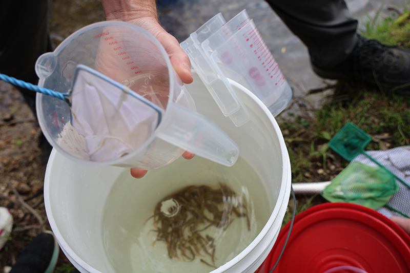 Looking into a white bucket. There are tiny fingerling fish on the bottom and hands holding a measuring cup and a net above.